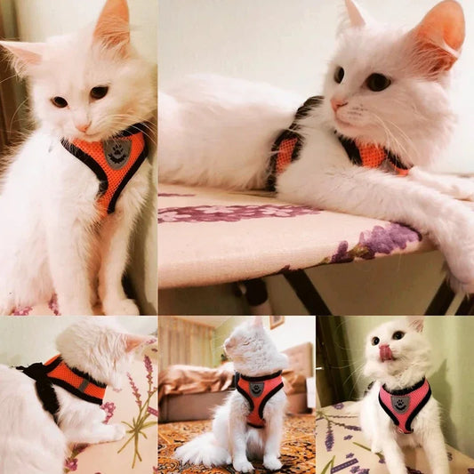 Adjustable Cat Harness & Leash Set