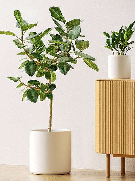 Set of 3 (10"+8"+6") Plant Pots with Drainage Hole & Plug for Indoor & Patio Decor, White Indoor Plant Pots