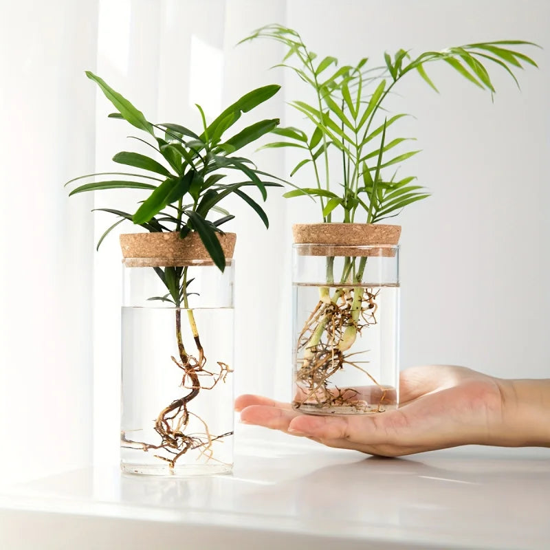 Hydroponic Glass Plant Propagation Vase