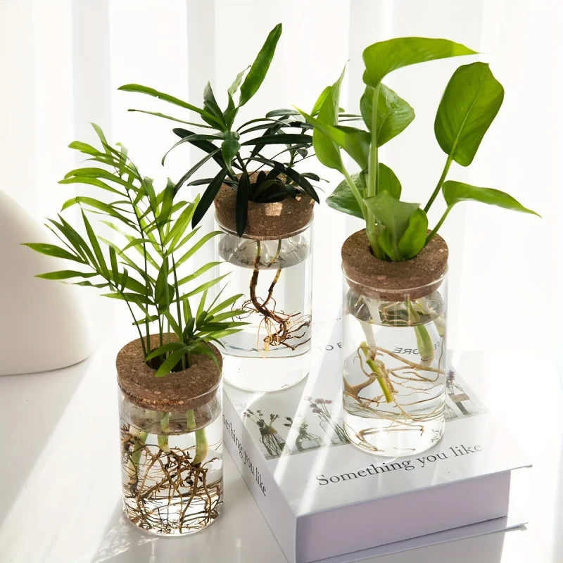 Hydroponic Glass Plant Propagation Vase