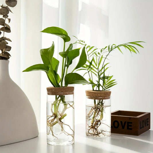 Hydroponic Glass Plant Propagation Vase