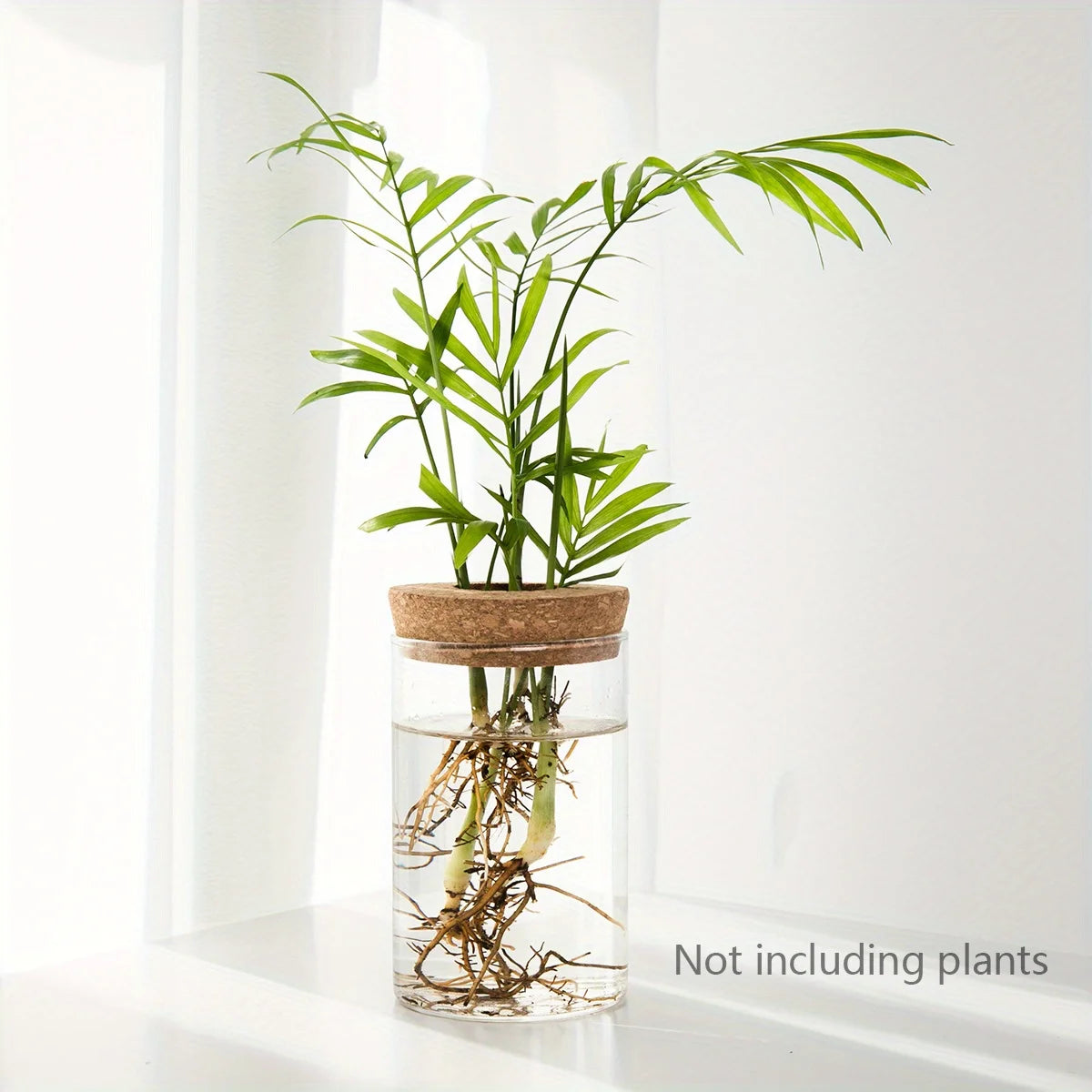 Hydroponic Glass Plant Propagation Vase